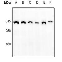 mTOR (Phospho-S2448) antibody