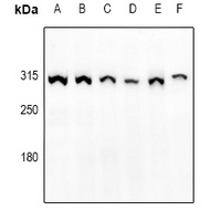 Anti-mTOR (Phospho-S2448) Antibody