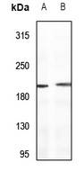 Sugen Kinase 269 antibody