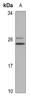 POLR3H antibody