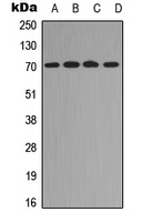 RELB (Phospho-S573) antibody