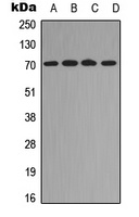 Anti-RELB (Phospho-S573) Antibody