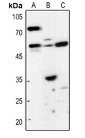 HSN1 antibody