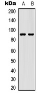 STAT5 (Phospho-S726/731) antibody