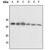 14-3-3 theta/tau (Phospho-S232) antibody