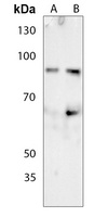 Anti-Ku80 (Phospho-T714) Antibody