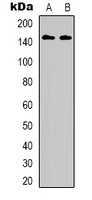 ERBB3 (phospho-Y1222) antibody