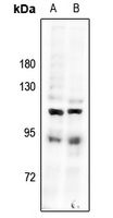 Anti-CDK11B Antibody
