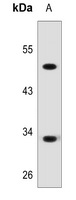 Anti-ZFP36L2 Antibody