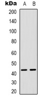 Anti-MAPKAPK3 Antibody