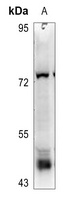 Anti-DPF2 Antibody