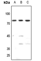 Anti-TAF15 Antibody