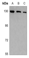 Anti-GTF2IRD1 Antibody