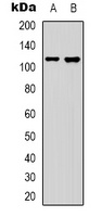 Anti-Collagen 19 alpha 1 Antibody