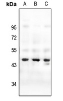 ARR3 antibody