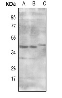 MRPS9 antibody
