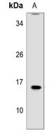 MRPL41 antibody