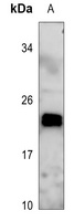 MRPL48 antibody