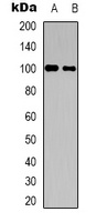 Anti-CNTROB Antibody