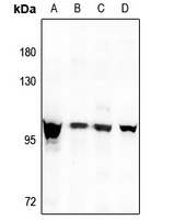 Anti-DMGDH Antibody