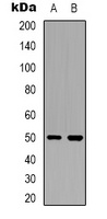 Anti-OMGP Antibody