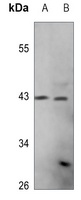 Anti-PEX10 Antibody