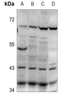 PABPC5 antibody