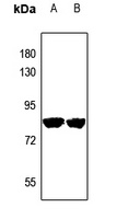 Anti-PRPF39 Antibody