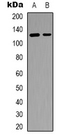 Anti-SFRS15 Antibody