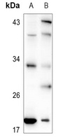 Anti-TCEAL1 Antibody
