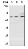 SLC30A1 antibody