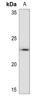 BNIP3 antibody