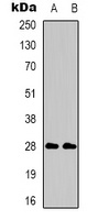 Anti-CD58 Antibody