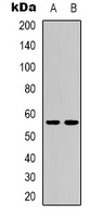 Anti-CD276 Antibody