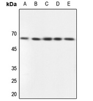 RXFP3 antibody