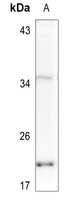 H2AFX (phospho-S139) antibody