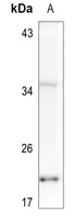 Anti-Histone H2A.X (Phospho-S139) Antibody