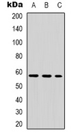 TH (phospho-S8) antibody