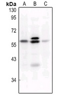 FOS (phospho-S32) antibody