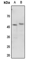 NCF1 (phospho-S345) antibody