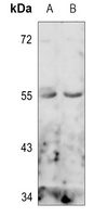 PTEN antibody