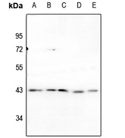 Anti-p38 Antibody