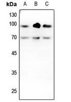 TGF beta Receptor 2 antibody