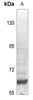 SPHK2 antibody