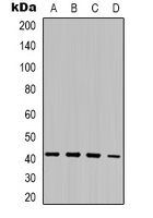 Anti-MRG15 Antibody