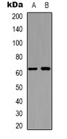 Anti-APPBP2 Antibody