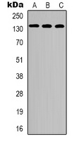 Anti-CEP135 Antibody