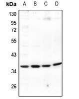 EIF3J antibody