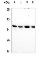 RIMS4 antibody