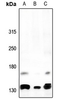 SPTAN1 antibody